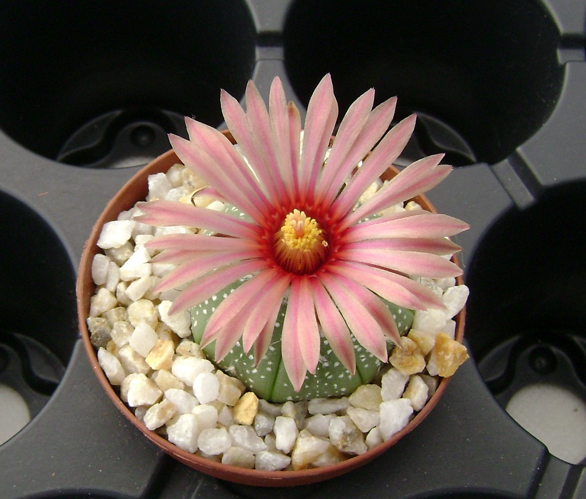 Astrophytum cv. Akabana