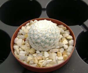 Mammillaria herrerae