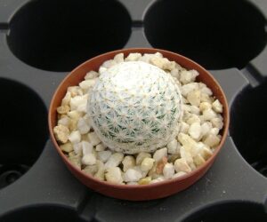 Mammillaria herrerae