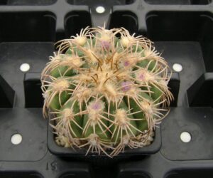 Gymnocalycium spegazzinii v. punillense