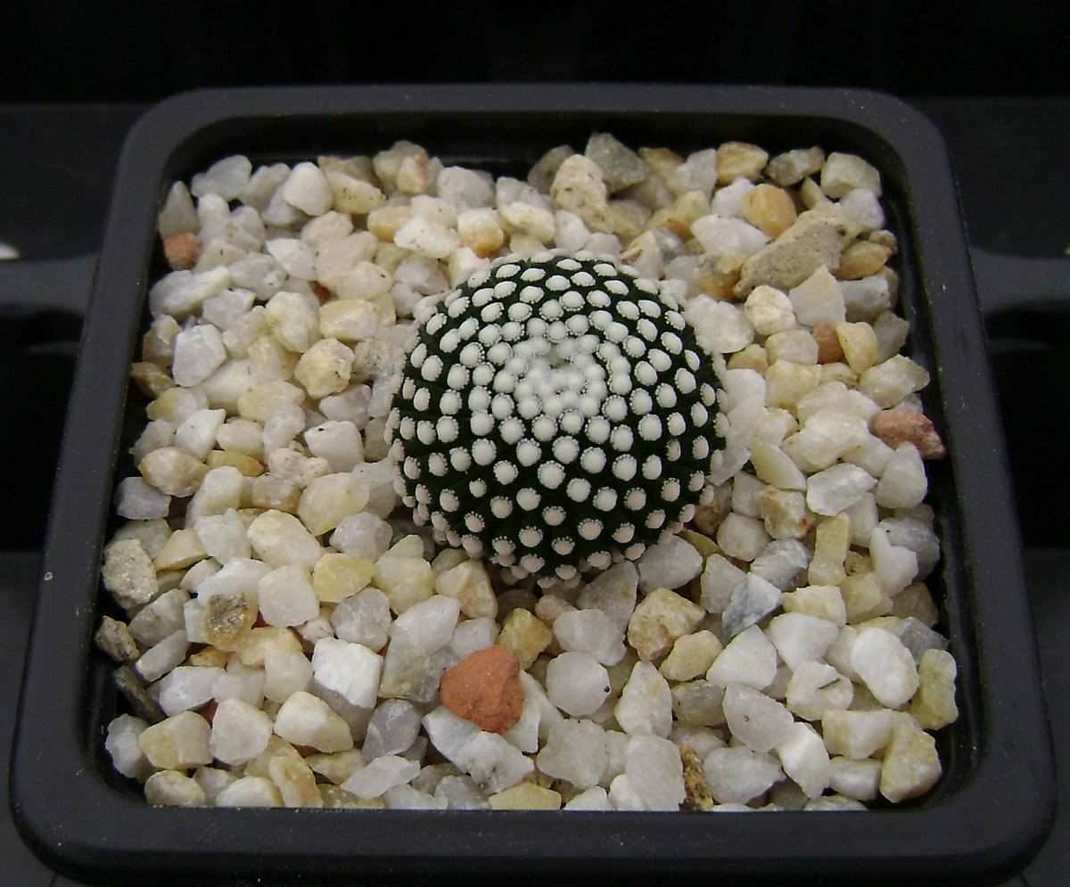 Mammillaria luethyi