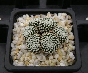 Mammillaria luethyi