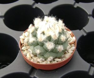 Turbinicarpus lophophoroides