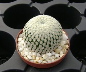 Mammillaria pectinifera