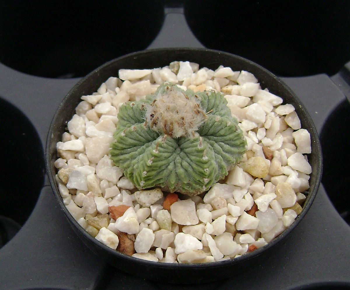 Aztekium ritteri