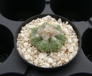 Aztekium ritteri
