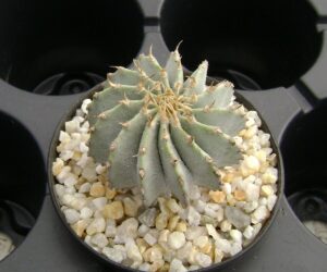 Geohintonia mexicana