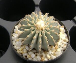 Geohintonia mexicana