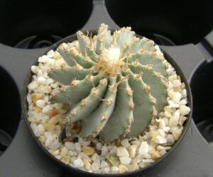 Geohintonia mexicana