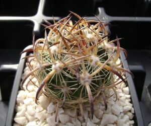 Echinomastus unguispinus v. laui - 10 Seeds