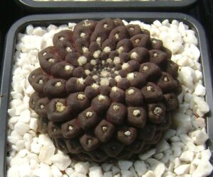 Eriosyce (Thelocephala) esmeraldana - 25 Seeds