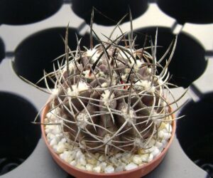 Eriosyce (Neoporteria) huascensis - 25 Seeds