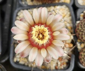 Gymnocalycium bozsingianum - 25 Seeds