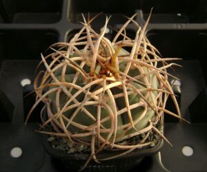Gymnocalycium cardenasianum - 25 Seeds
