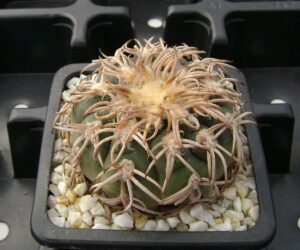 Gymnocalycium spegazzinii v. punillense - 20 Seeds
