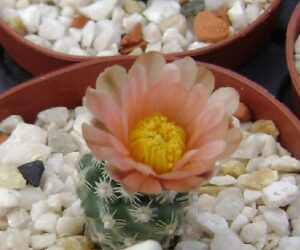 Pediocactus despainii - 10 Seeds
