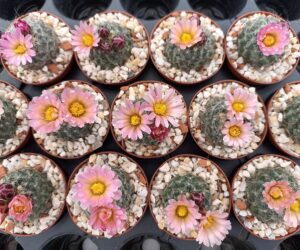 Pediocactus paradinei FH 052.5 - 10 Seeds