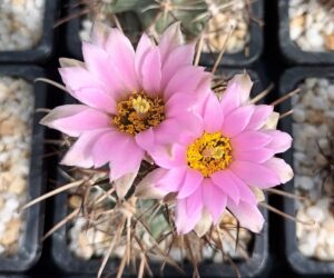 Sclerocactus glaucus SB 1740 - 10 Seeds