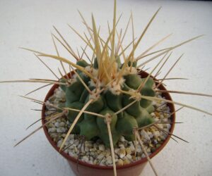 Thelocactus nidulans - 50 Seeds