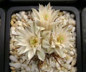 Toumeya (Sclerocactus) papyracantha FH 080 - 10 Seeds