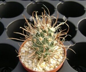 Toumeya (Sclerocactus) papyracantha RP 50 - 10 Seeds