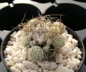 Turbinicarpus krainzianus MZ 1113 - 25 Seeds