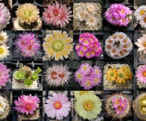 Cactus mix - 500 Seeds