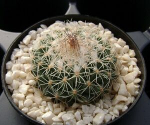 Turbinicarpus (Gymnocactus) saueri v. verduscoi - 25 Seeds