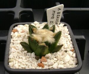 Ariocarpus bravoanus MMR 2 - 10 Seeds