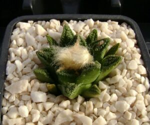 Ariocarpus bravoanus v. hintonii - 10 Seeds