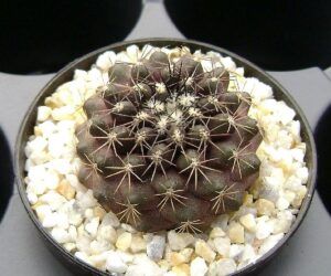 Copiapoa maritima - 25 Seeds