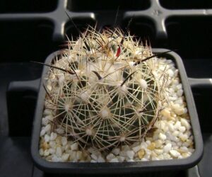 Coryphantha delaetiana - 25 Seeds