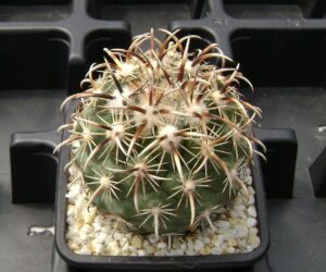 Coryphantha kracikii - 25 Seeds