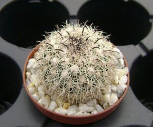 Coryphantha palmeri - 25 Seeds