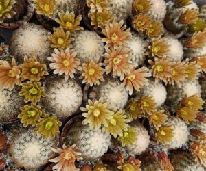 Echinocereus carmenensis - 25 Seeds