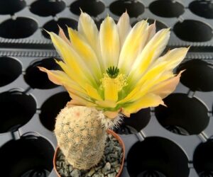 Echinocereus ctenoides - 25 Seeds