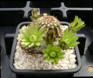 Echinocereus viridiflorus - 25 Seeds