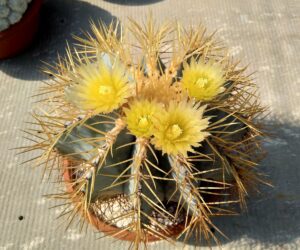 Ferocactus glaucescens - 50 Seeds