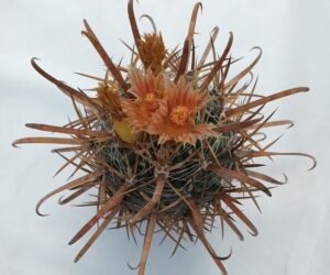Ferocactus peninsulae - 25 Seeds