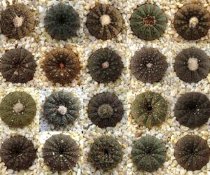 Frailea castanea mix - 50 Seeds