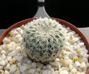 Frailea buenekeri ssp. densispina - 25 Seeds