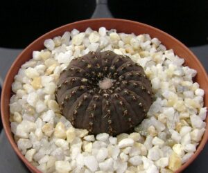 Frailea castanea - 25 Seeds