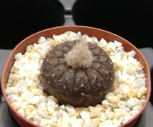 Frailea castanea Arapay - 25 Seeds