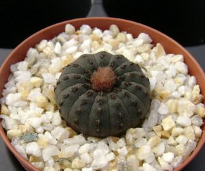 Frailea castanea Artigas - 25 Seeds