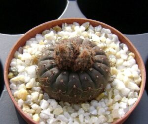 Frailea castanea Carrera - 25 Seeds