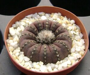 Frailea castanea Quaray - 25 Seeds