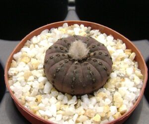 Frailea castanea v. albicarpa - 25 Seeds