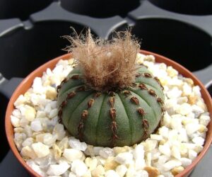 Frailea castanea v. obscura - 25 Seeds