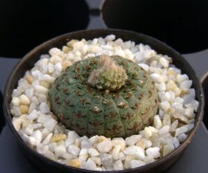 Frailea cataphracta - 25 Seeds