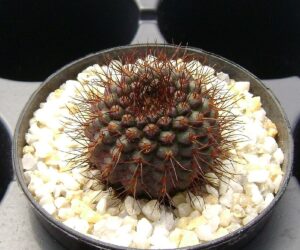 Frailea mammifera ssp. angelesiae - 25 Seeds